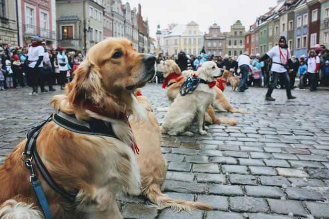 Po raz 10 psy będą kwestować w Poznaniu