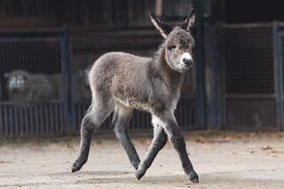 Ten słodziak nie ma jeszcze imienia