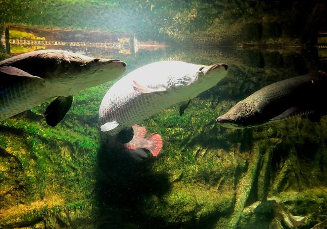 Arapaima Płock