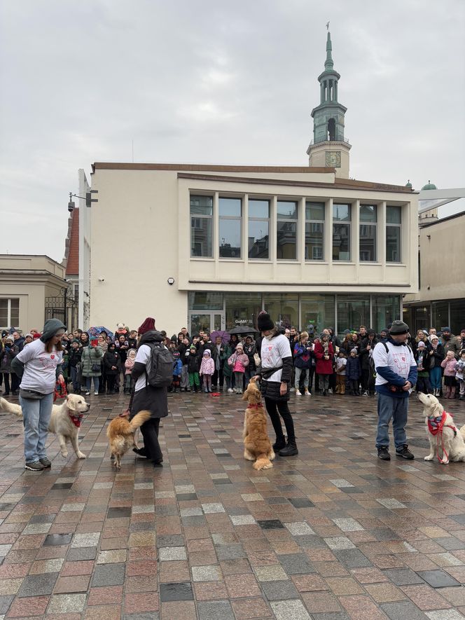 Golden Retriever WOŚP w Poznaniu