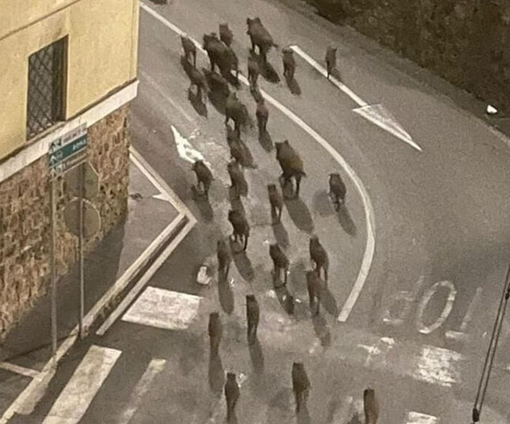 Dziki przejęły włoskie miasteczko! Mieszkańcy uciekają jak na Białołęce!