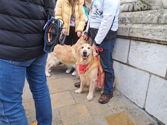 33. Finał WOŚP z grupą krakowskich Golden Retrieverów