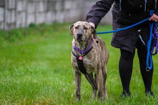 Pies w straży miejskiej
