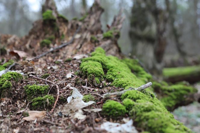 W tym małopolskim lesie polowali niegdyś królowie. Dziś hodują tam żubry 