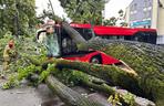 Drzewo przewróciło się na miejski autobus. Są osoby poszkodowane