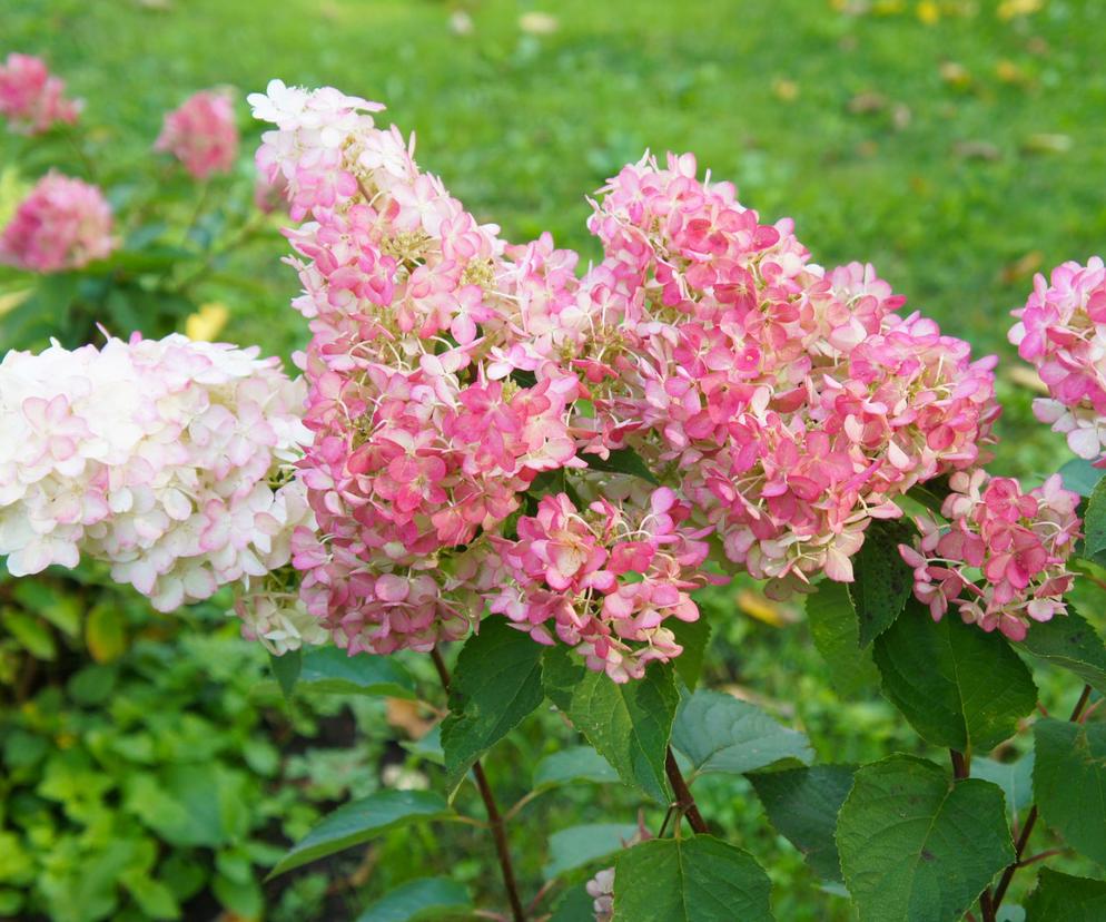 Hortensja bukietowa VANILLE FRAISE