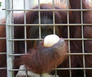 Horror orangutanicy! Była seks-więźniem w burdelu