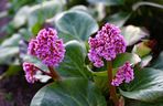 Bergenia sercowata