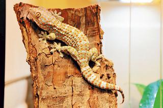 Tu zamieszkają zagrożone zwierzaki