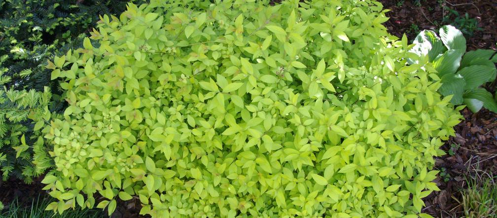 Tawula japońska 'Goldmound'