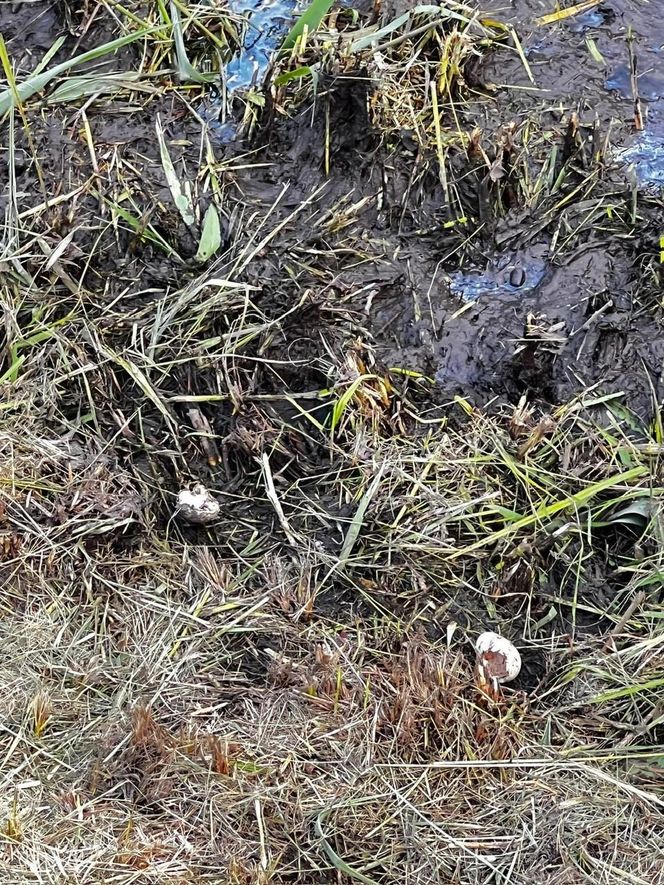 Warszawa, Wesoła. Zniszczone gniazda kaczek