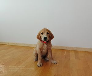 Wygląda jak maskotka, a będzie bohaterem. To nowy pies ratowniczy