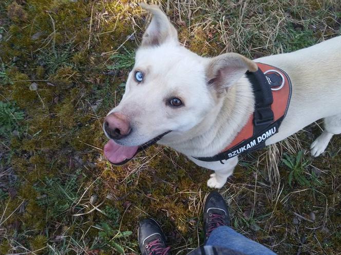 NIKT NIE CHCE PRZYGARNĄĆ PSA Z HETEROCHROMIĄ