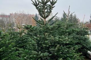 Ceny choinek w Lublinie. Warto sprawdzić pień w miejscu ścięcia