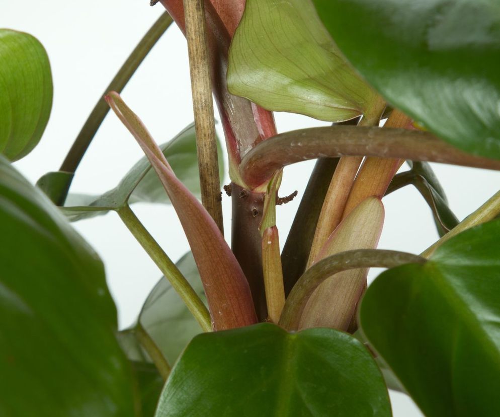 Filodendron czerwieniejący