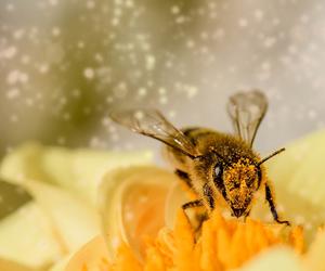 Bartnicy – odwieczni tłumacze życia pszczół czyli słodka wystawa w płockim muzeum