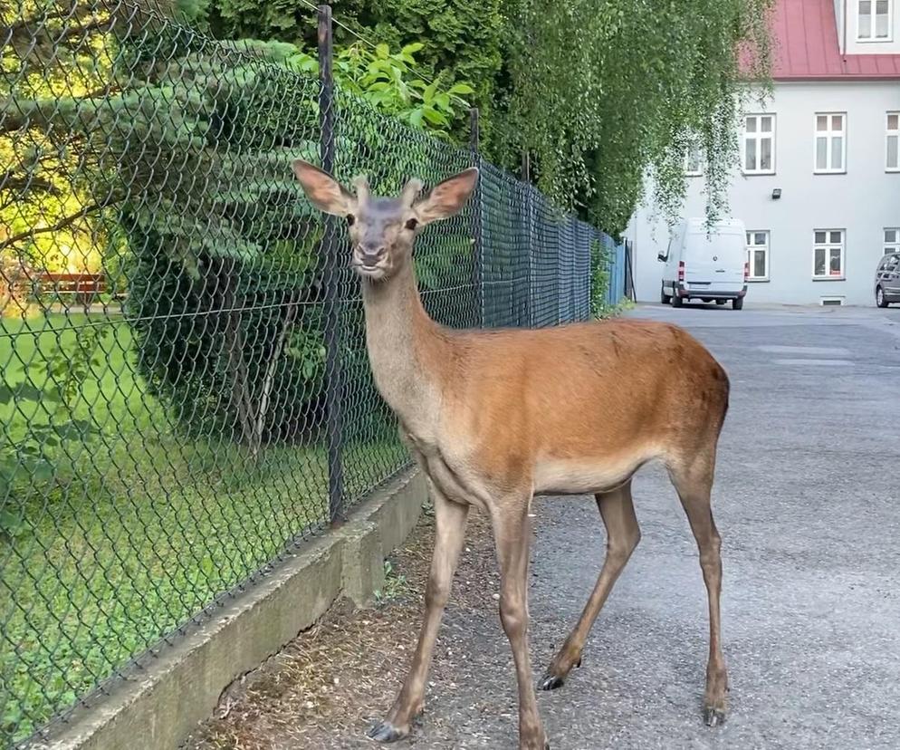 Śląskie: Egzamin ósmoklasisty zakłóciło wtargnięcie jelenia na teren szkoły