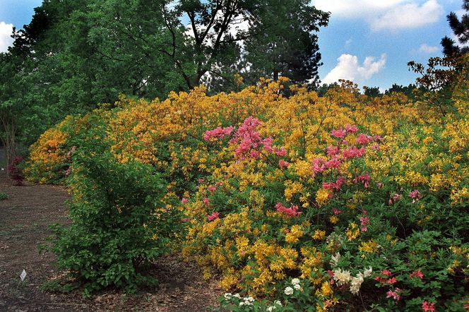 Ogród Botaniczny w Powsinie