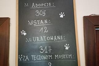 Kocimiętka, kawiarnia w Poznaniu. Tutaj możesz wypić kawę i adoptować kota