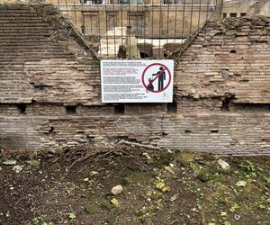 Largo Argentina w Rzymie. Koty zamieszkały w starożytnych ruinach - zobacz zdjęcia