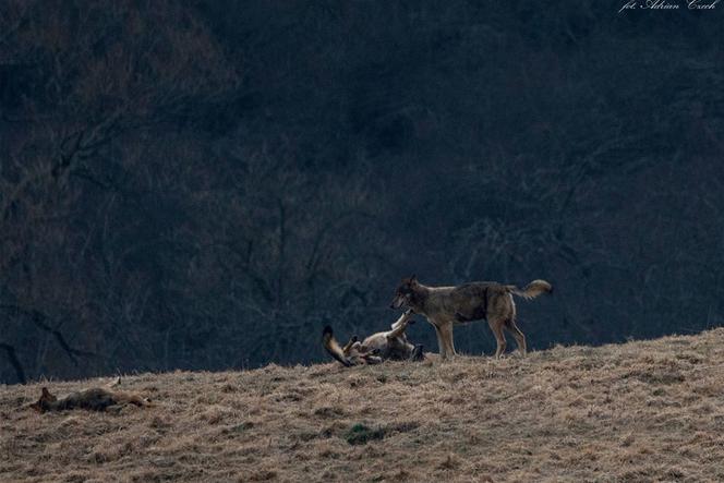 Wilki wylegują się w słońcu