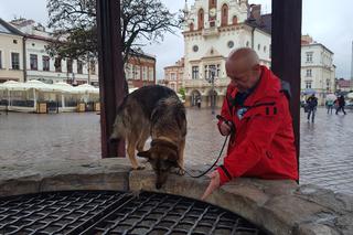 Powstał film o psach-ratownikach. Już 10-go maja do obejrzenia w WDK w Rzeszowie