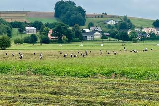 Lato dobiega końca? Zaskakujące zachowanie bocianów. Zbierają się do odlotu z Polski