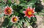 Gazania lśniąca