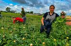Królewskie kwiaty z Brzozia podbijają świat 