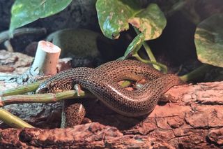 Egzotyczny świat na wyciągnięcie ręki! Zaglądamy do akwarium-terrarium w Myślęcinku