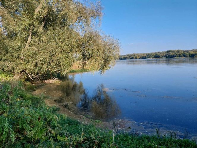 Wisła w Fordonie wyraźnie przybrała i przyspieszyła. Duża woda niesie mnóstwo śmieci i zanieczyszczeń