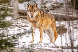 Wilk porwał psa z posesji. Gmina apeluje do mieszkańców