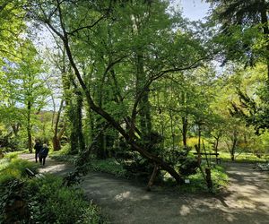 Wiosna w Ogrodzie Botanicznym UKW, czyli spacer wśród zieleni