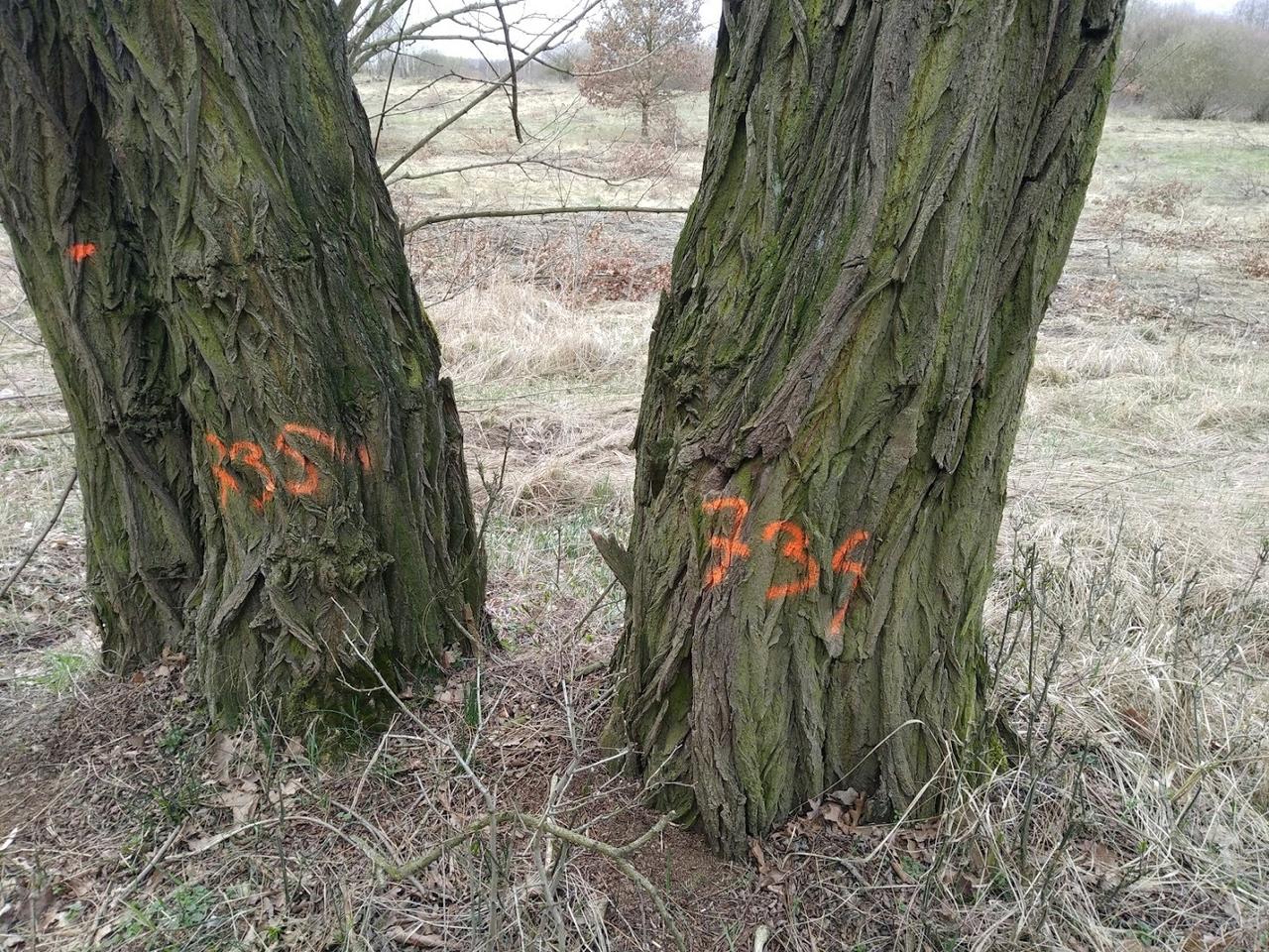 Wielka wycinka lasu w Poznaniu? Na Nadwarciańskiej oznaczono ponad 1200 drzew