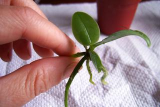Różne gatunki storczyka Phalaenopsis
