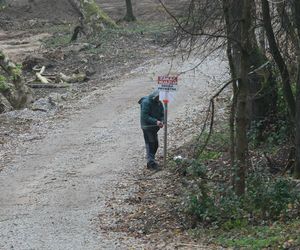 Sprawa wycinki drzew przy ul. Ogórkowej w Wawrze