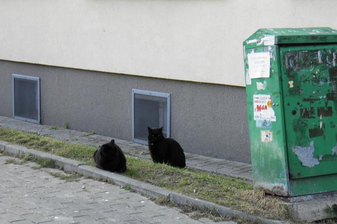 Zbiórka odbędzie się też na rzecz wolno żyjących kotów