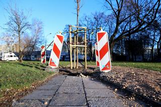 Posadzili drzewo na środku chodnika