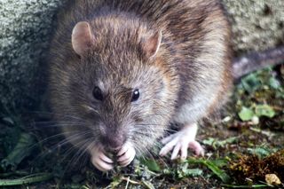 Szczury opanowały Wrocław. Mieszkańcy mówią o strachu po zmroku