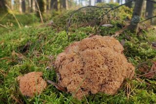 Grzybobranie Leśne Wojaże 