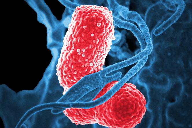 Bakteria New Delhi atakuje z coraz większą siłą. Będzie epidemia?