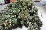 Bydgoszczanin zatrzymany za posiadanie narkotyków. W jego mieszkaniu znaleziono ponad kilogram marihuany! [ZDJĘCIA]