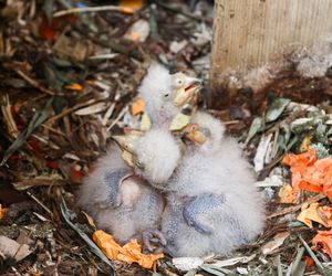 Baby boom w warszawskim ZOO! Są nieporadne, ślepe i całkowicie uzależnione od swoich rodziców