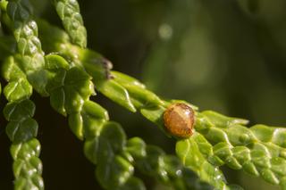Tarczniki i miseczniki. Zdjęcia