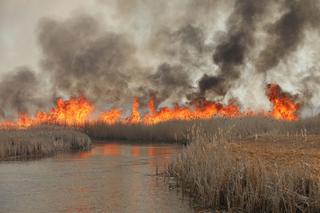 Pożar w Biebrzańskim Parku Narodowym