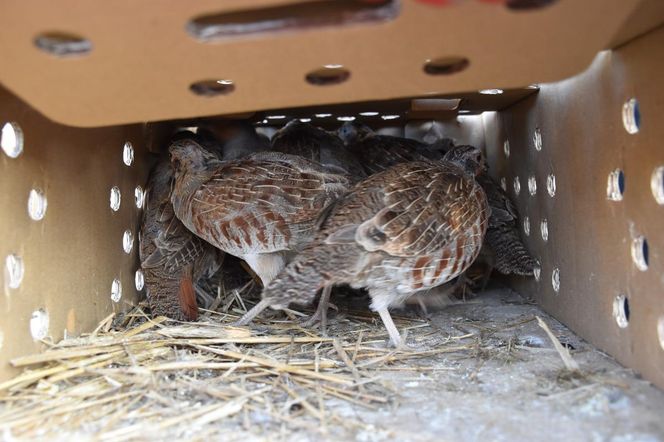 Więcej kuropatw w powiecie kaliskim - zakończył się projekt wsiedlania ptaków