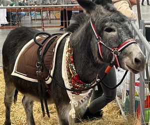 Wystawa i Targi Zoologiczne ZOOPark w Lublinie. Do zobaczenia było wiele pięknych zwierząt