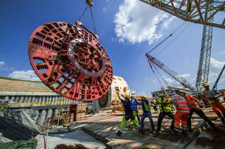 Karpatka w pełnej krasie. Niedługo wgryzie się w glebę