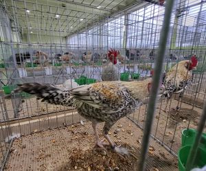 Kalisz. Rasowe gołębie, drób i króliki można podziwiać w hali OSRiR