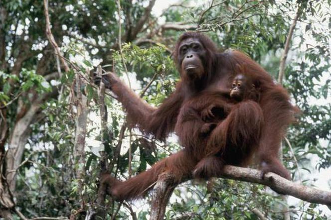 orangutan1.jpg